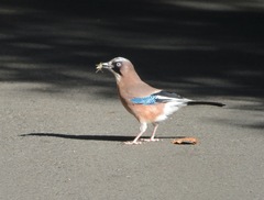 Garrulus glandarius japonicus