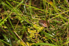 Litoria balatus