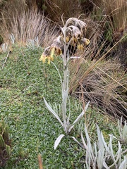 Senecio latiflorus