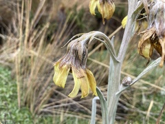 Senecio latiflorus