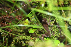 Litoria balatus