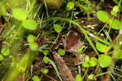 Litoria balatus
