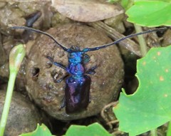 Phaolus metallicus
