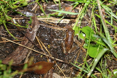 Litoria balatus