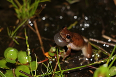 Litoria balatus