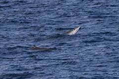 Mesoplodon europaeus
