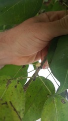 Ficus