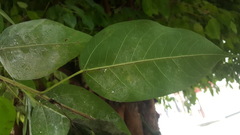 Ficus