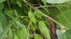 Ficus