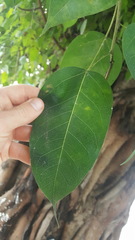 Ficus
