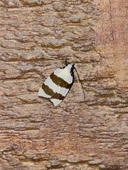 Zonopetala divisella