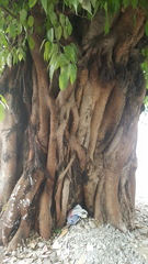 Ficus