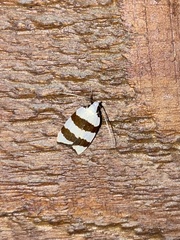 Zonopetala divisella