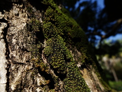 Hyophila involuta