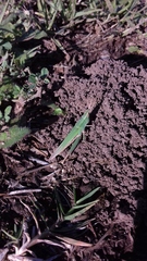 Allotruxalis gracilis