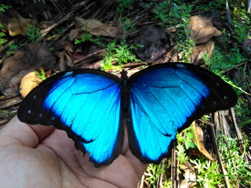 Morpho menelaus occidentalis (Morpho menelaus occidentalis)
