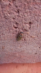 Photinus signaticollis