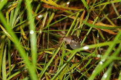 Litoria balatus