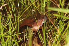 Litoria balatus
