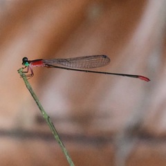Teinobasis ruficollis