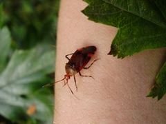 Deraeocoris olivaceus