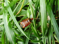 Deraeocoris olivaceus