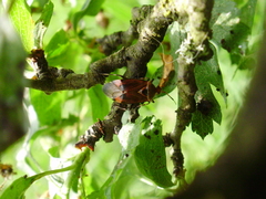Deraeocoris olivaceus