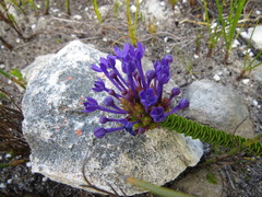 Rhigiophyllum squarrosum