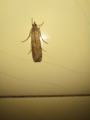 Lepidoptera