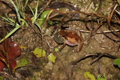 Litoria balatus