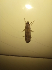 Lepidoptera