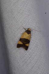 Ageletha