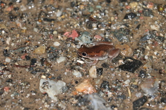 Litoria balatus