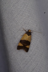 Ageletha