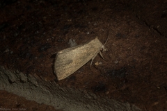 Lophocalama neuritis