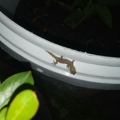 Hemidactylus frenatus