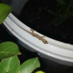 Hemidactylus frenatus
