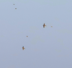 Calcarius lapponicus