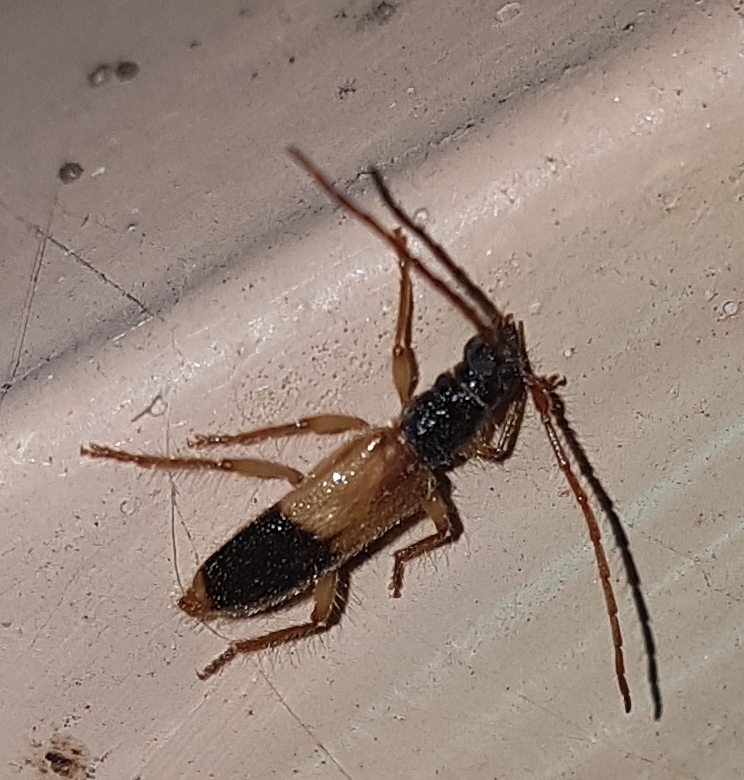 Atesta tripartita