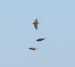 Calcarius lapponicus