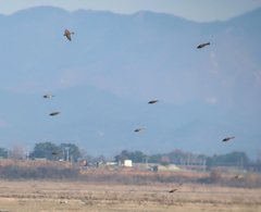 Calcarius lapponicus