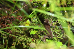 Litoria balatus