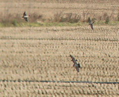 Calcarius lapponicus