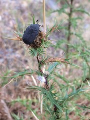 Protaetia morio