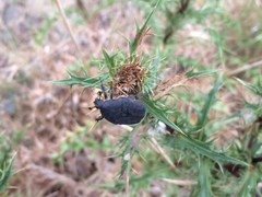 Protaetia morio