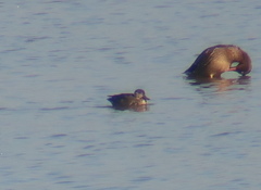 Sibirionetta formosa