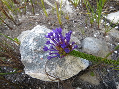 Rhigiophyllum squarrosum