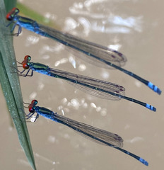 Pseudagrion sjoestedti