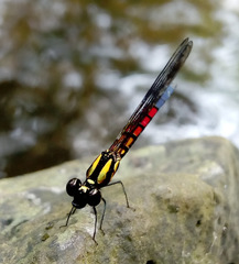 Chlorocypha cancellata