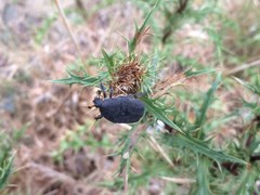 Protaetia morio
